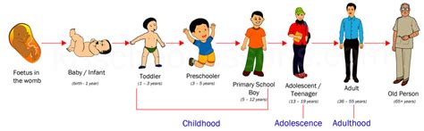 Exploring the life stage of the renowned individual