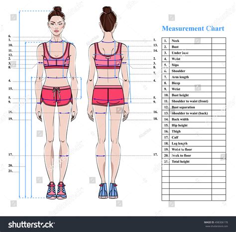 Exploring the model's physique measurements