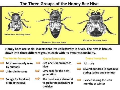 Exploring the physical characteristics of Honey