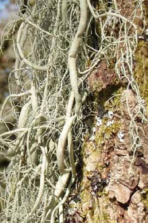 Exploring the stature figures of Usnea