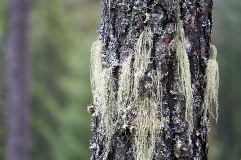 Exploring the unique characteristics of Usnea