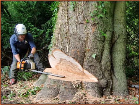 Exploring the various meanings behind dreams about preserving a tree from being felled