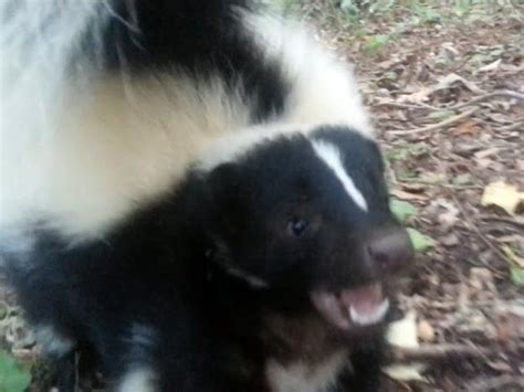 Facing Fears: How Confronting the Skunk Attack in Your Dreams Can Lead to Growth