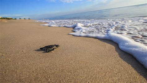 Facing the Odds: Survival Challenges for Hatchling Turtles