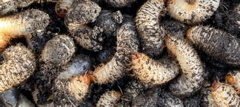 Factors Behind Maggots Infestation and Effective Measures to Prevent Their Presence