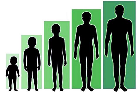 Factors affecting the height of the famous personality