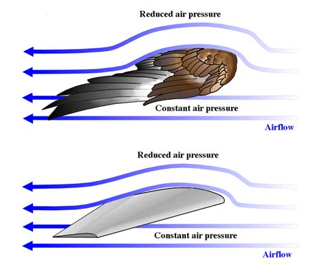 Factors that Influence the Interpretation of Avian Flight Indoors