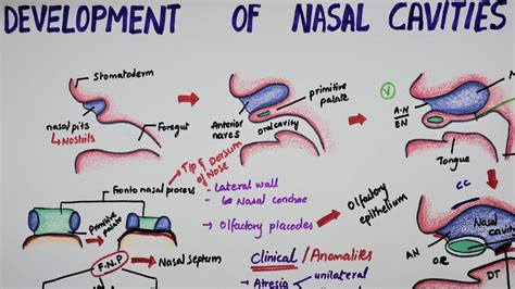 Factors that contribute to the emergence of larvae in nasal passages