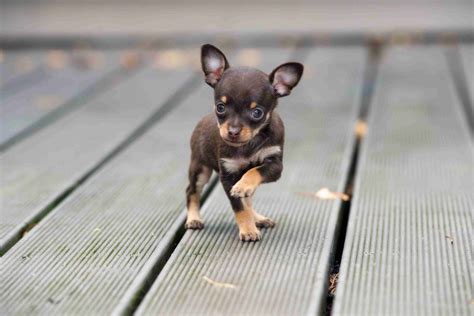 Fantasizing About the Perfect Tiny Canine Companion