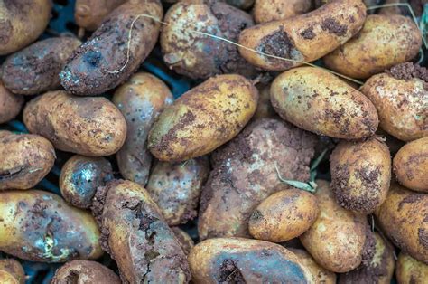 Farming Challenges: Disease and Pests in Potato Cultivation