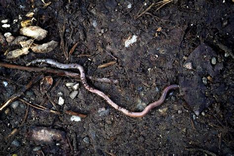 Fascinating Dreams: A Journey into the Captivating World of Earthworms