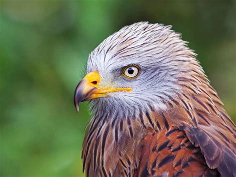 Fascinating Facts About the Enchanting Red Kite