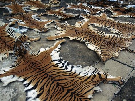 Fashion Forward: Exploring the Controversial Presence of Tiger Skin in the World of Style