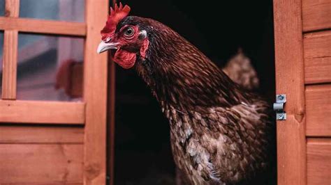 Fear and Vulnerability Explored in Dreams of Hen Attacks