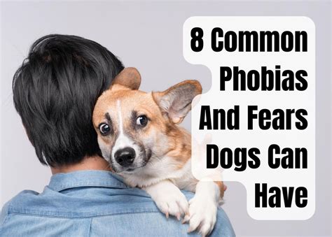 Fear of Dogs: Common Phobias and their Manifestation in Dreams