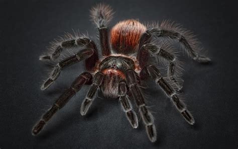 Fear or Power? Exploring the Emotions Associated with Capturing a Tarantula in Dreams