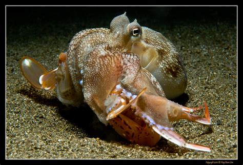 Feeding Habits: Discovering the Pink Octopus' Dietary Preferences