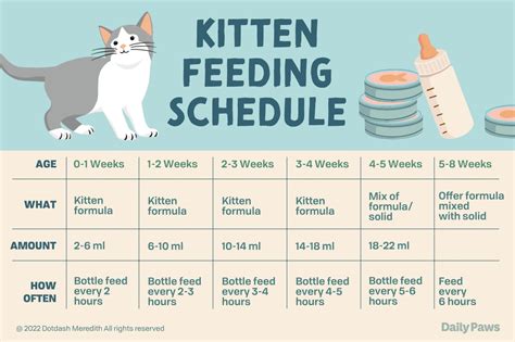 Feeding Your Kitten: Ensuring Optimal Nutrition and Mealtime Success