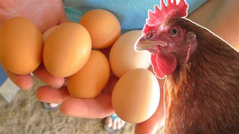 Feeding and Caring for Your Chickens to Enhance Egg Production