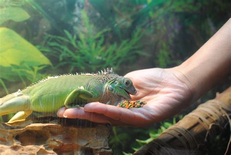 Feeding and Nutrition Tips for a Healthy Green Iguana