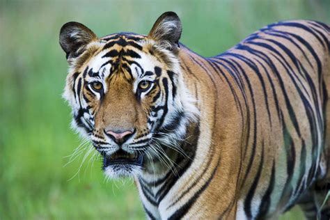 Feline Frenzy: Understanding the Savage Nature of Tigers as Ferocious Apex Predators