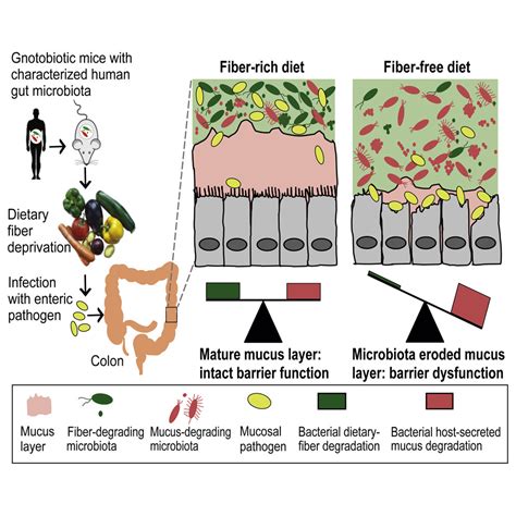 Fiber and Stool Formation: Understanding the Impact of Diet