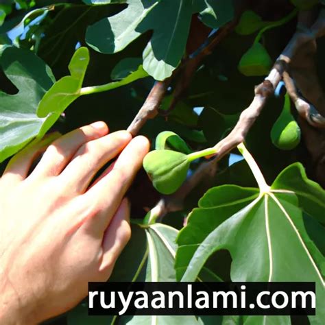 Fig Tree Dreams: Insights into Your Relationship Dynamics