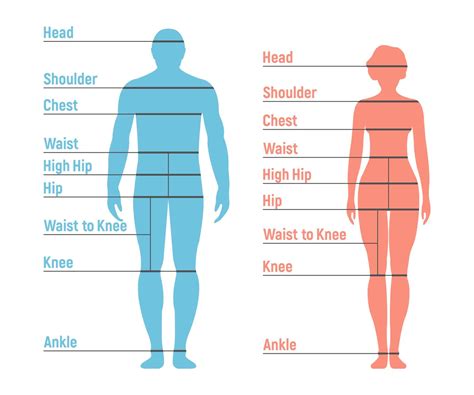 Figure: Body Measurements of Acid Candy