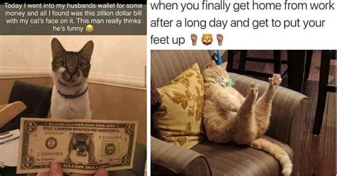 Financial Status of the Feline Star