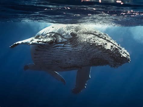 Finding Closure: Understanding the Significance of Interpreting the Dream of a Departed Whale for Emotional Healing