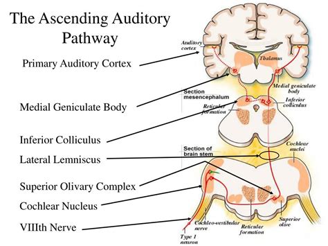 Finding Guidance and Insight from Closures of Ascending Pathways