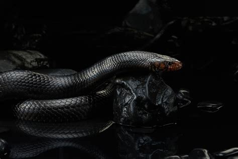 Finding Healing and Transformation Through Understanding Snake Dreams