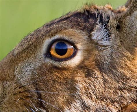 Finding the Enigmatic Gaze of the Hare's Optic Receptacle