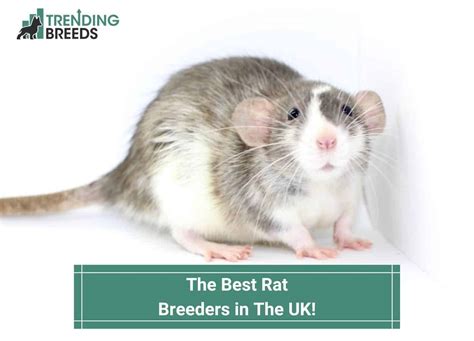 Finding the Ideal Rat Breeder