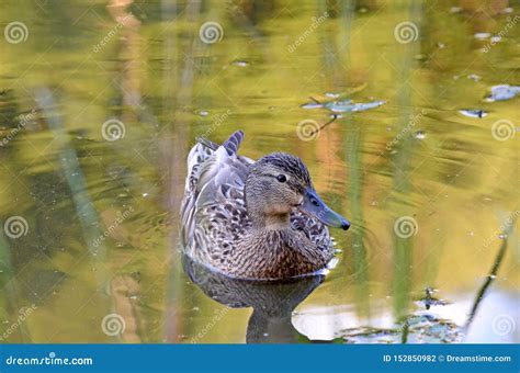 Finding the Perfect Spot: Top Destinations for Observing Ducks in Natural Habitat