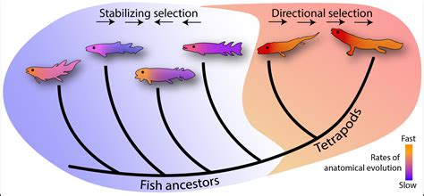 Fish as Symbols of Transformation: Exploring the Evolutionary Meaning of Fish Combat Dreams