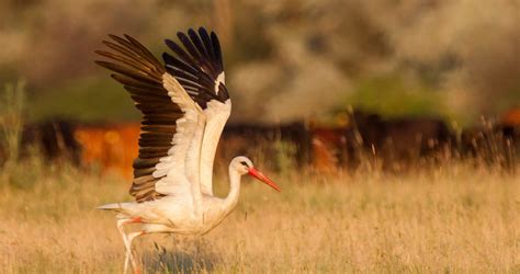 Flight of the White Stork: An Enthralling Journey across Continents