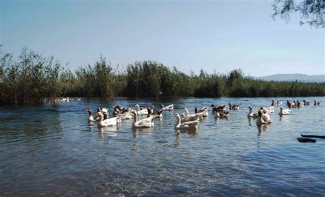 Flora and Fauna: Exploring the Diverse Wildlife Surrounding the Enigmatic Fiery Lake