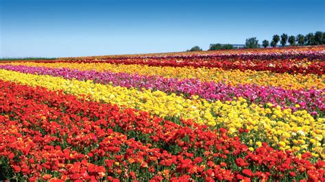 Flower Fields: A Detailed Biography