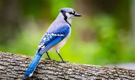 Flying High: Decoding the Spiritual Significance of Blue Jays in Dreams