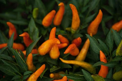 Fostering the Spice: Tips for Nurturing Your Own Capsicum Garden