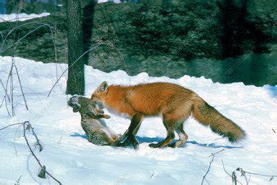 Fox Hunting Dreams and Their Relationship to the Desire for Control