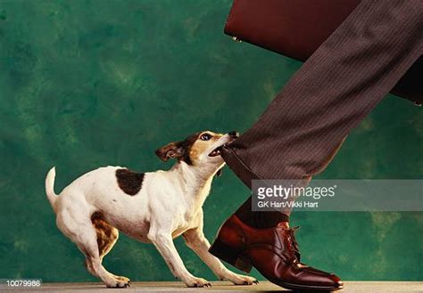 Freudian Perspective: Dog Biting Heel as a Manifestation of Sexual Desires