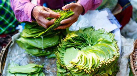 From Ancient Rituals to Modern Customs: Significance of Betel Leaves in Traditional Practices