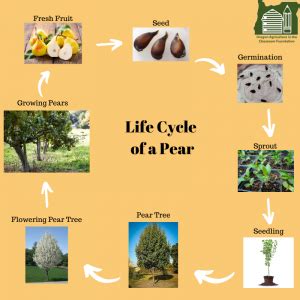 From Blossom to Harvest: The Life Cycle of a Pear