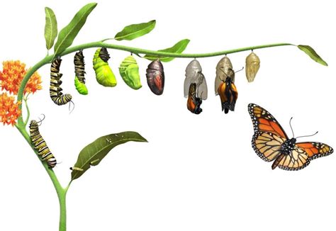 From Caterpillar to Butterfly: The Evolution of Identity