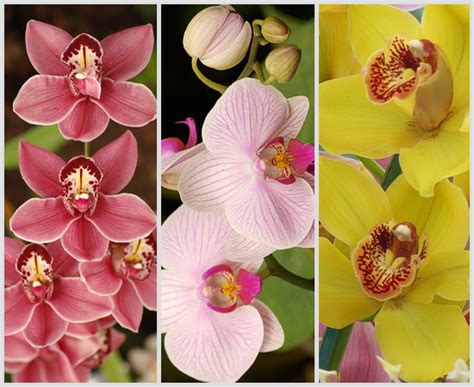 From Classic Roses to Exotic Orchids: A Stunning Variety