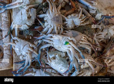 From Coast to Plate: The Journey of Freshly Caught Crabs