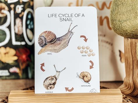 From Conception to Hatching: Unraveling the Life Cycle of Snail Eggs