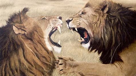 From Cubs to Warriors: Training and Preparation for Lion Battles